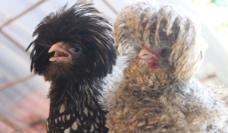 Cận cảnh gà 'mặt quỷ' đắt nhất thế giới ở Bình Dương